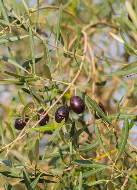 Olives mûres sur une branche d'arbre un jour ensoleillé sur une île en Grèce