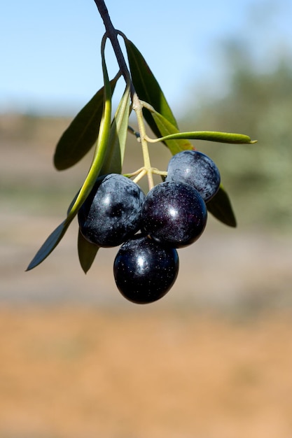 Olives noires au premier plan avec un paysage flou