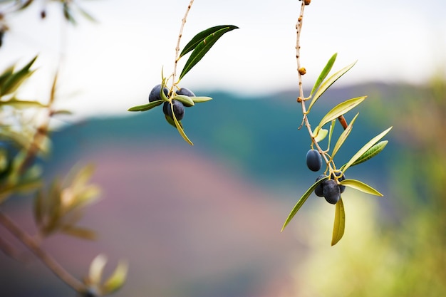 Olives noires sur la branche d'olivier. Fond de belle nature. Image macro, mise au point sélective