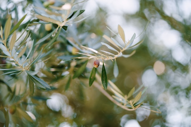 Olives noires mûres sur les branches de l'arbre