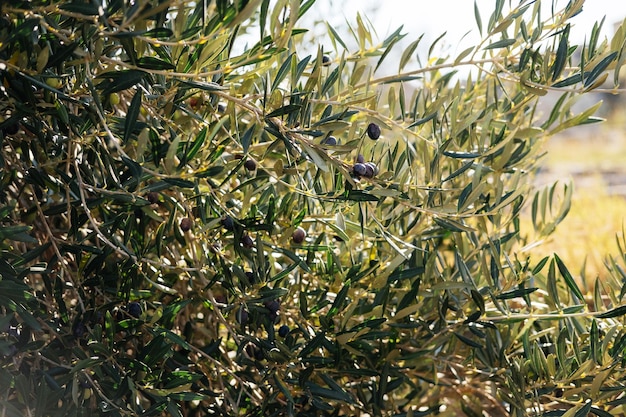 Olives sur olivier en automne Saison nature imagexA