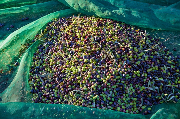 Olives texture en récolte avec filet