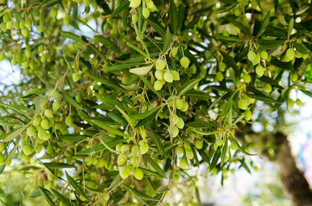 Olives vertes sur une branche d&#39;arbre. Petit pendentif en bonne santé et mature sur le soleil