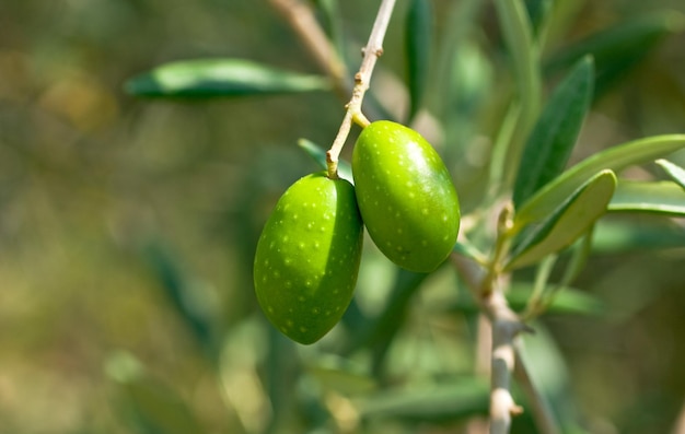 Olives vertes sur la branche