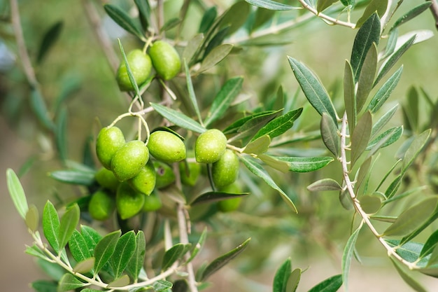 Olives vertes dans les oliveraies