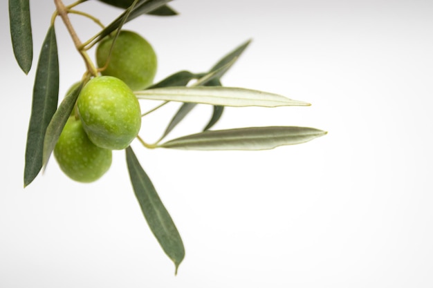 Olives vertes fraîches sur une branche sur fond blanc.