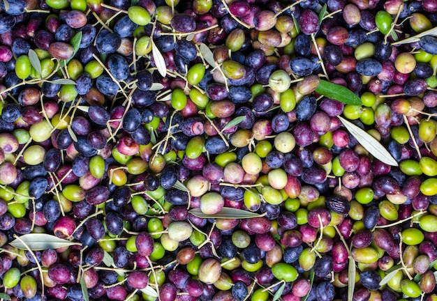 Olives vertes et noires avec fond de texture de feuilles, récolte italienne