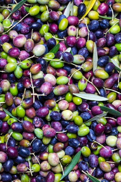 Olives vertes et noires avec fond de texture de feuilles, récolte italienne