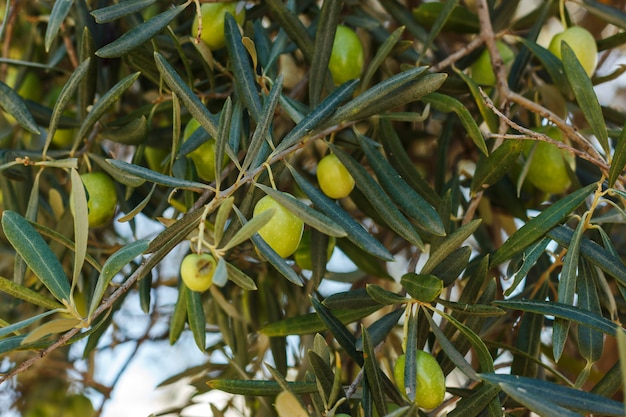 Olives vertes et noires mûres poussent sur l&#39;arbre