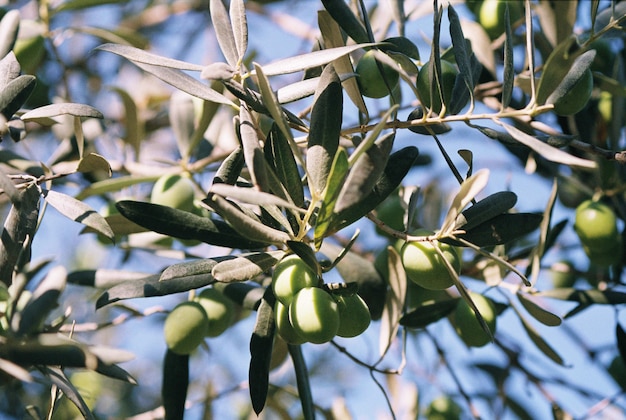 Les olives vertes poussent sur un olivier