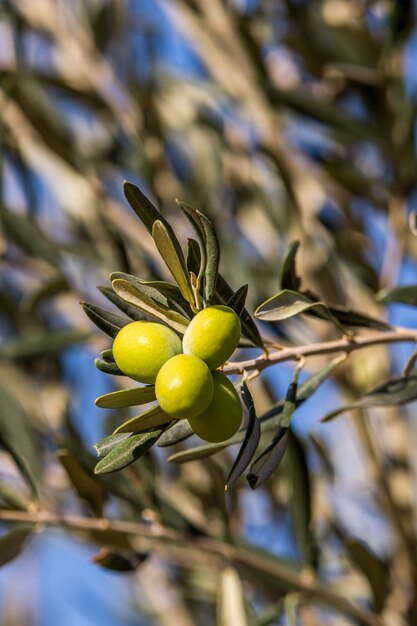 Olives vertes