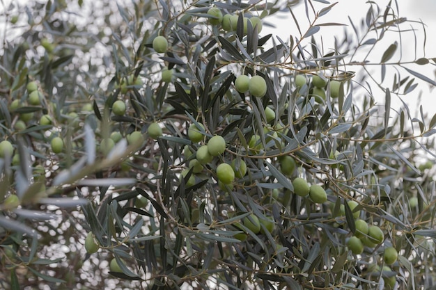 Olivier avec des feuilles récoltant la saison de cueillette des olives pour les olives noires et vertes