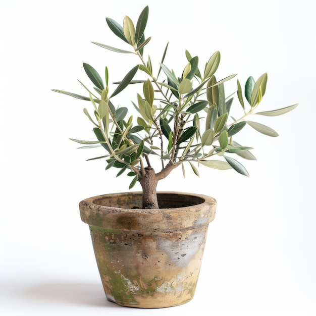 Un olivier luxuriant dans un pot rustique isolé sur blanc symbolisant la paix et la croissance