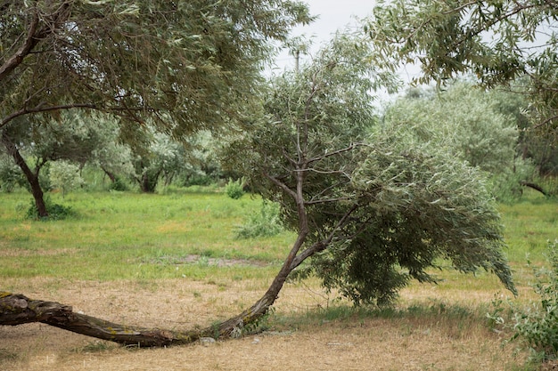 Olivier sauvage. Un arbre de forme inhabituelle.