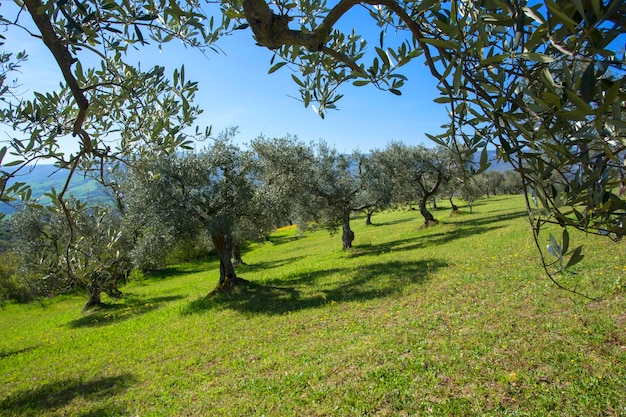 Oliviers d'affilée. Plantation à la montagne, Italie