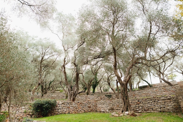 Oliviers dans les monticules de pierre à plusieurs étages du jardin d'oliviers