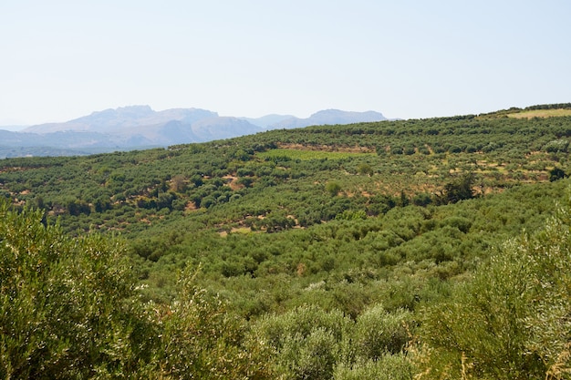 Oliviers dans une oliveraie dans les montagnes de Crète.