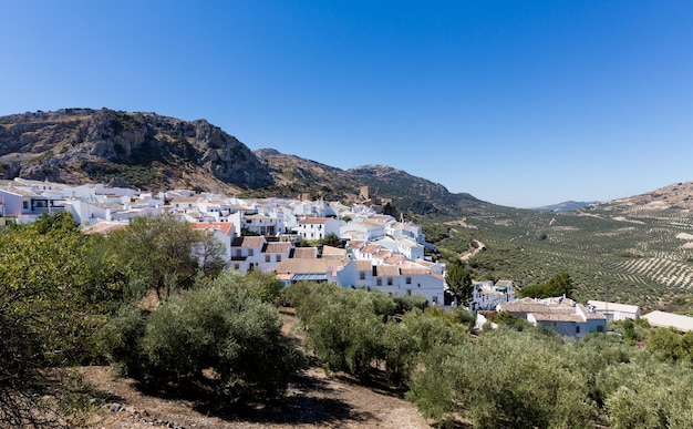 Des oliviers entourent la ville de Zuheros en Andalousie