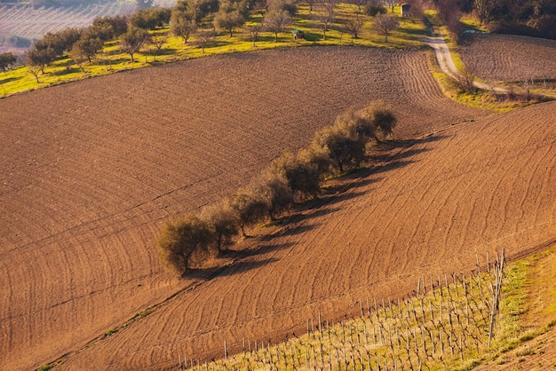 Oliviers parmi les champs agricoles sur les collines