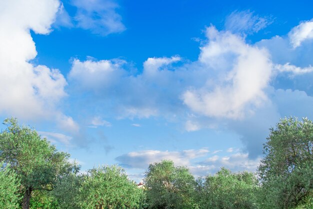 Oliviers sous un ciel nuageux