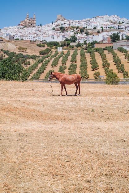 Olvera en Andalousie