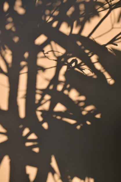 Ombre de l&#39;arbre sur le fond de mur en béton brun