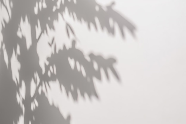 l'ombre d'un arbre sur un mur blanc