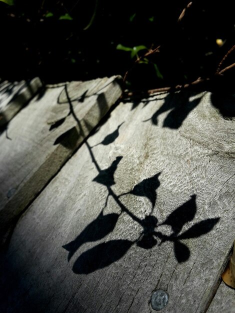 Photo l'ombre de l'arbre sur le mur