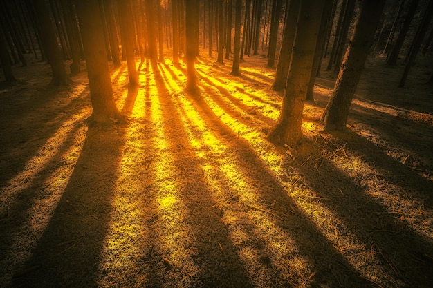 L'ombre des arbres sur le champ au coucher du soleil