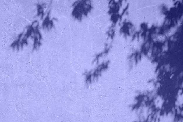 Ombre d'une branche d'arbre sur un mur couleur lavande, à l'extérieur. Surface texturée rugueuse dans la couleur tendance 2022 de Pannone - Very Peri.