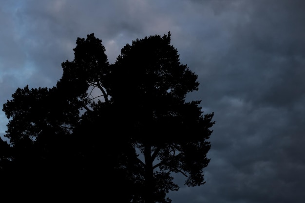 Ombre de branches d'arbres contre un ciel sombre