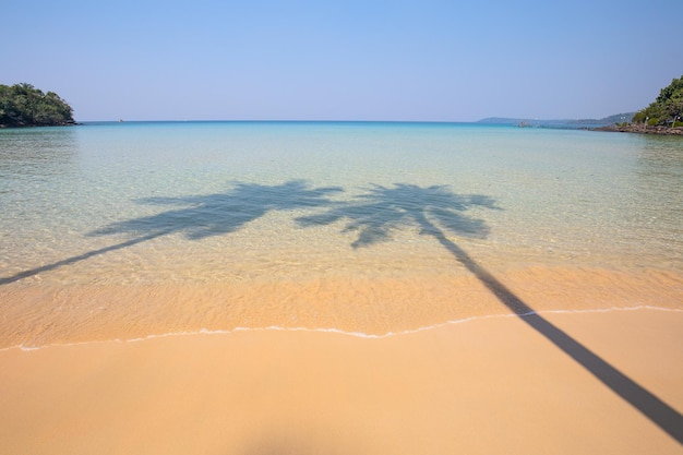 Ombre de deux cocotiers sur une eau de mer de surface transparente et un rivage sablonneux