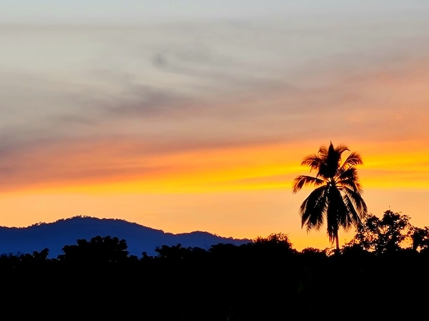 ombre du cocotier au coucher du soleil