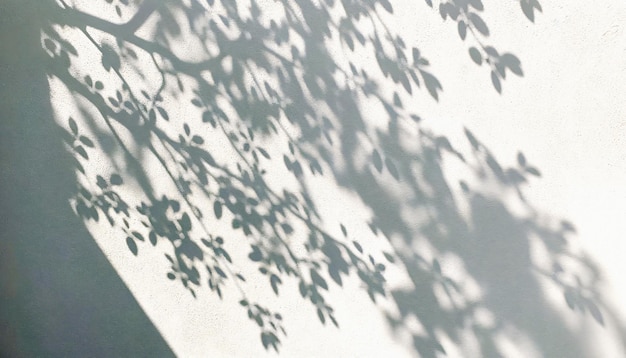 Photo ombre esthétique abstraite sur un mur texturé blanc ombre élégante à travers les feuilles et les branches