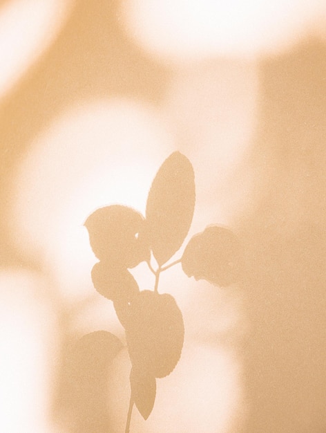 Photo ombre de feuille élégante sur mur beige. contexte esthétique minimal