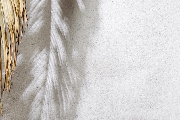 Ombre de feuille de palmier sur mur de béton blanc Concept exotique d'été minimal avec espace de copie