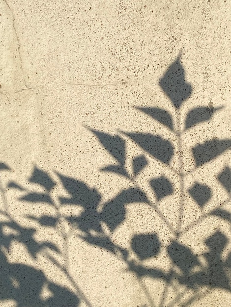 Ombre de feuilles sur un mur de béton