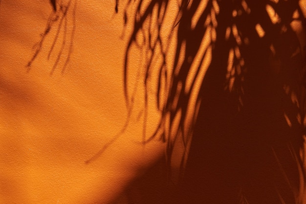Ombre de feuilles tropicales sur fond de mur orange