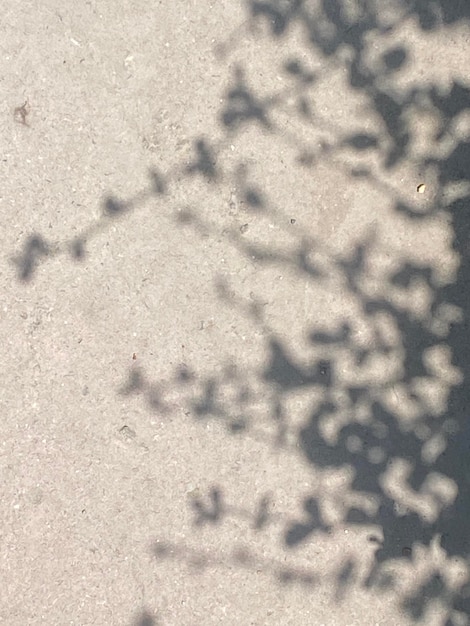 Une ombre de feuilles sur un trottoir