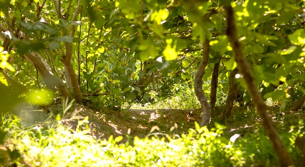 A l'ombre des figuiers du jardin