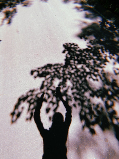 Photo l'ombre d'une fille et les feuilles d'un arbre