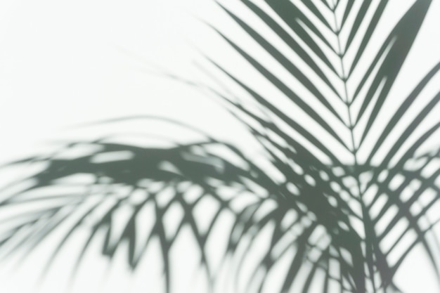 Ombre de fond de superposition de palmiers ombre floue d'une branche tropicale d'un palmier