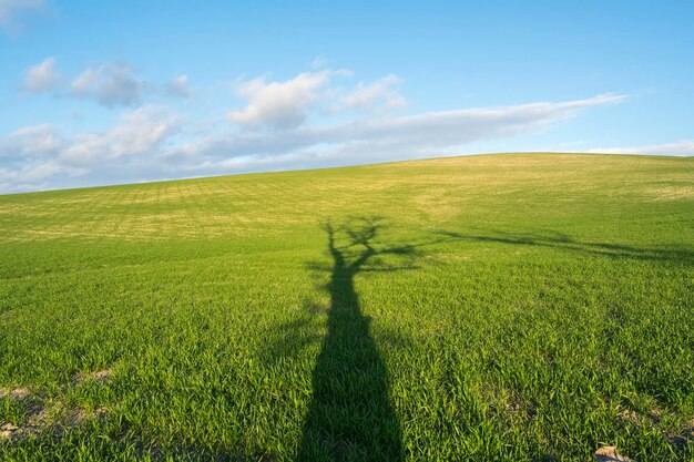 Ombre d'un grand arbre sur un champ vert