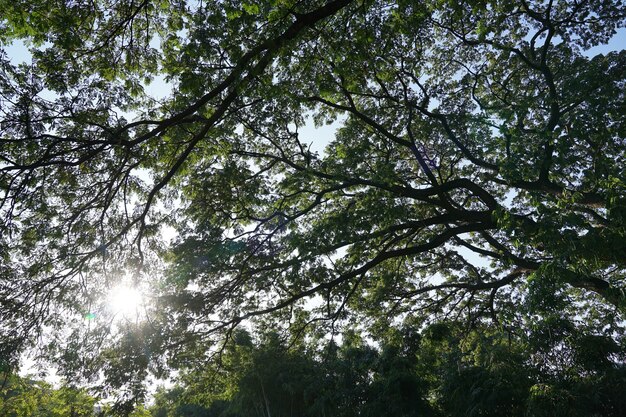 A l'ombre de nombreuses branches de grand et grand arbre.