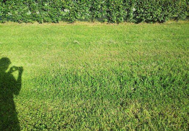 Ombre de photographe sur fond d'herbe d'été