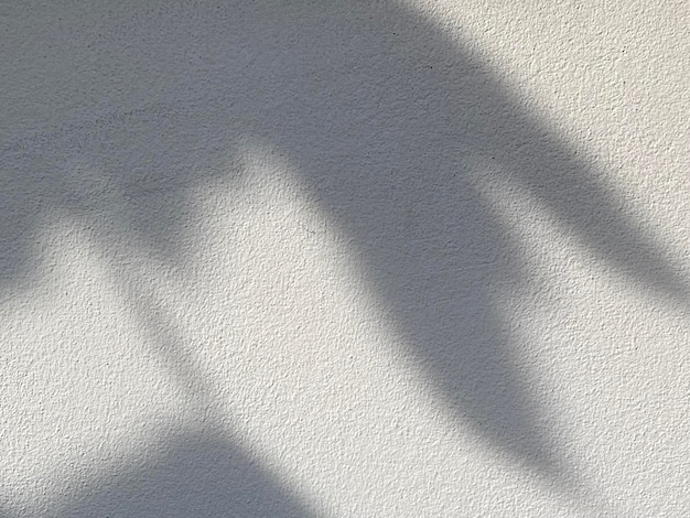 L'ombre d'une plante sur un mur blanc