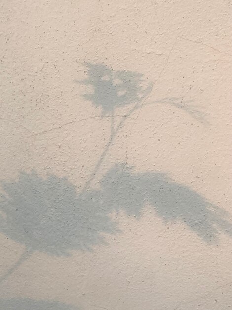 Photo l'ombre d'une plante sur un mur