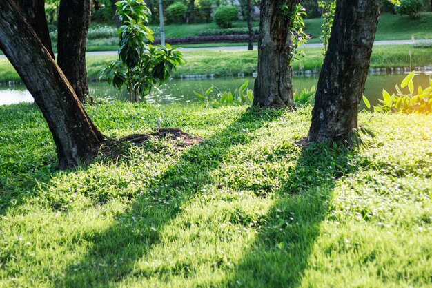 Ombres d&#39;arbres sur l&#39;herbe.