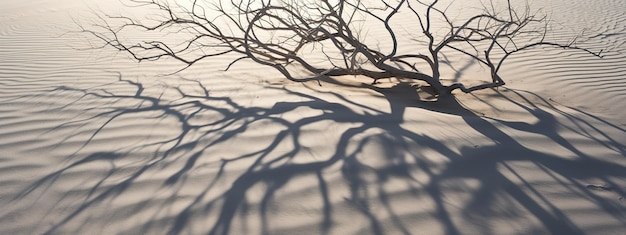 Photo les ombres des branches d'arbustes complexes sur le sable