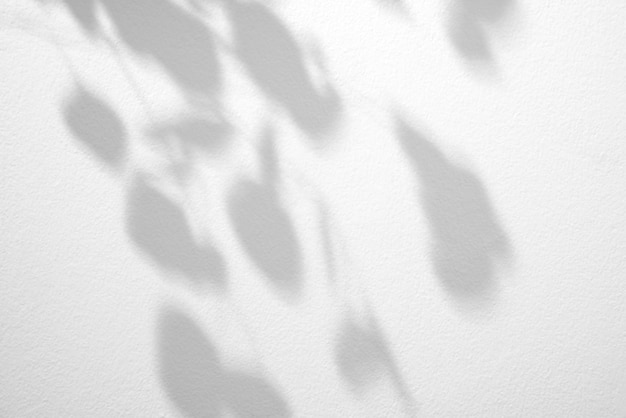 Ombres de branches de feuilles sur un mur blanc